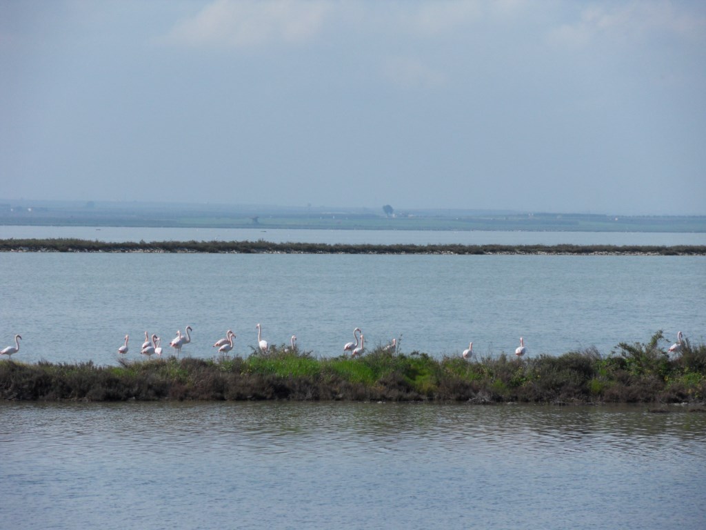 ZONA UMIDA | WETLAND | NASSES GEBIET