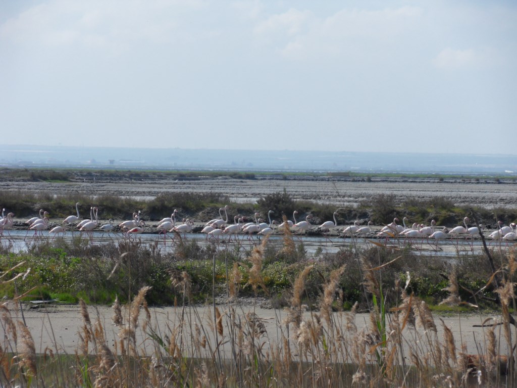 ZONA UMIDA | WETLAND | NASSES GEBIET
