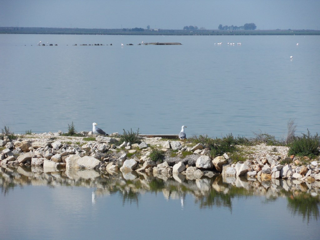 ZONA UMIDA | WETLAND | NASSES GEBIET